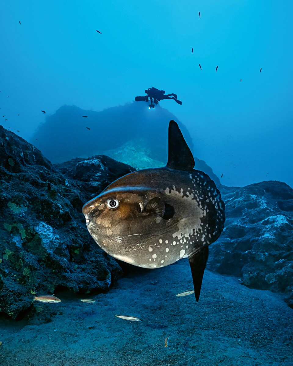 Sunfish (Mola mola), Cap Taillat, Ramatuelle - 130 m.
