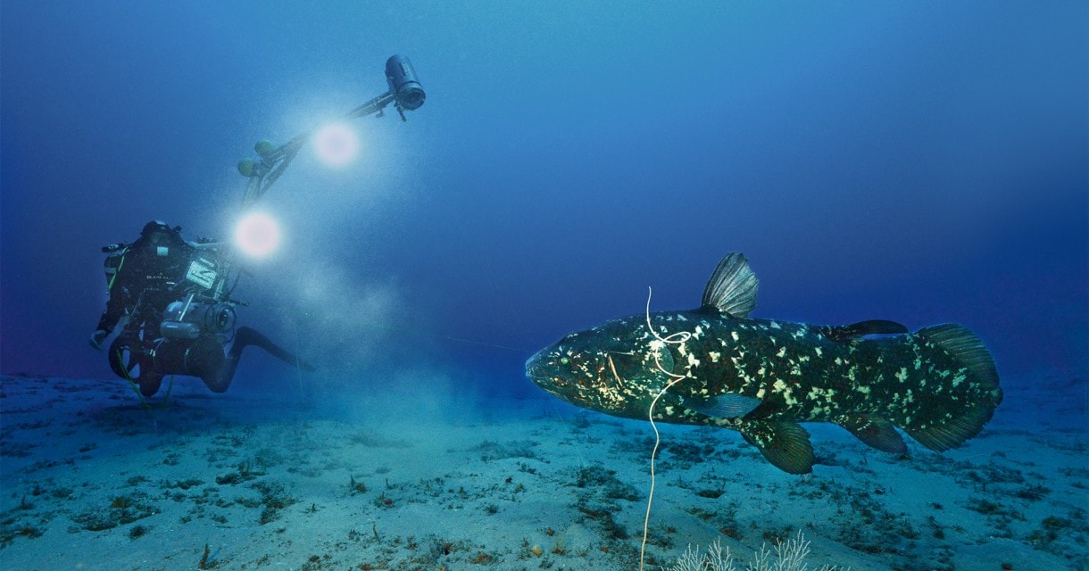 矛尾鱼， 深海 底的永恒魅惑