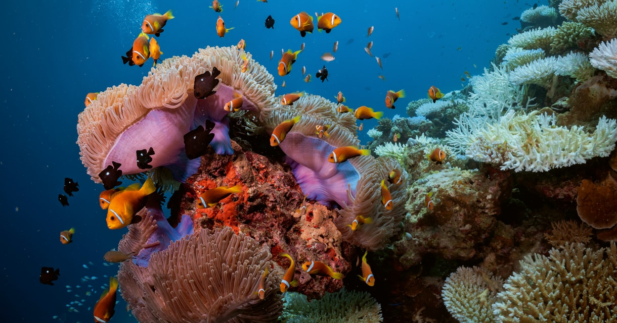 Die Partnerschaft von PADI und Blancpain SETZT HOFFEN IN TATEN UM