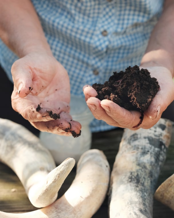 肥料混合物的制备，该混合
物将被填入牛角内，随后埋入土壤。