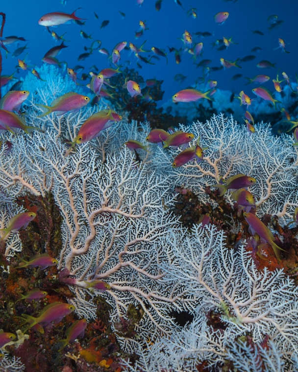 水深70米处，一大群雌性深海艳红 穿梭在柱星珊瑚属的珊瑚床中。
