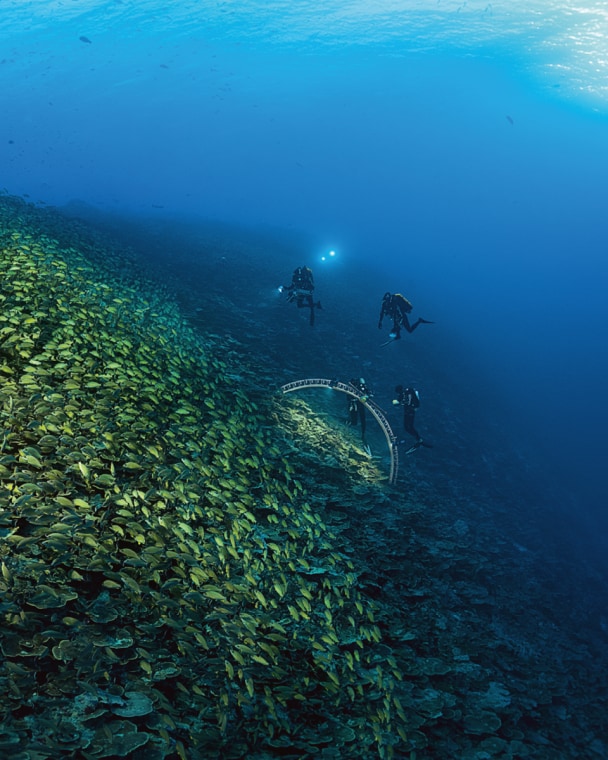 小组成员正在对图像拱门设备进行第一次测试，珊瑚礁边，一群黄边笛鲷正聚集在环礁周围的深海上方。