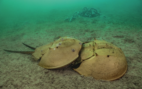 PANGATALAN the isle of horseshoe crabs