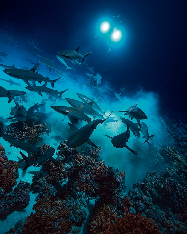 Die Haie sind dermaßen erregt, dass sie fähig sind, im wilden Getümmel Stücke des Korallenriffs zu zertrümmern, wenn sie einen Zackenbarsch in seinem Versteck aufgespürt haben.
