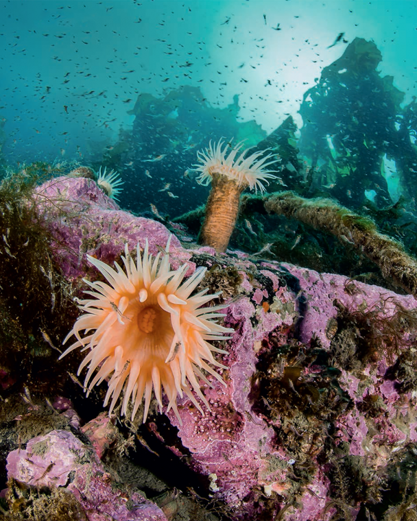 生长在法兰士约瑟夫地群岛 冰冷海水中的海葵，看上去就像极 地的海底之花。
