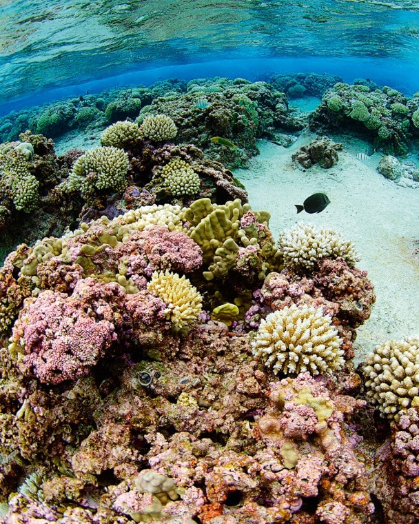 Arrecifes sanos a poca profundidad en Henderson.
