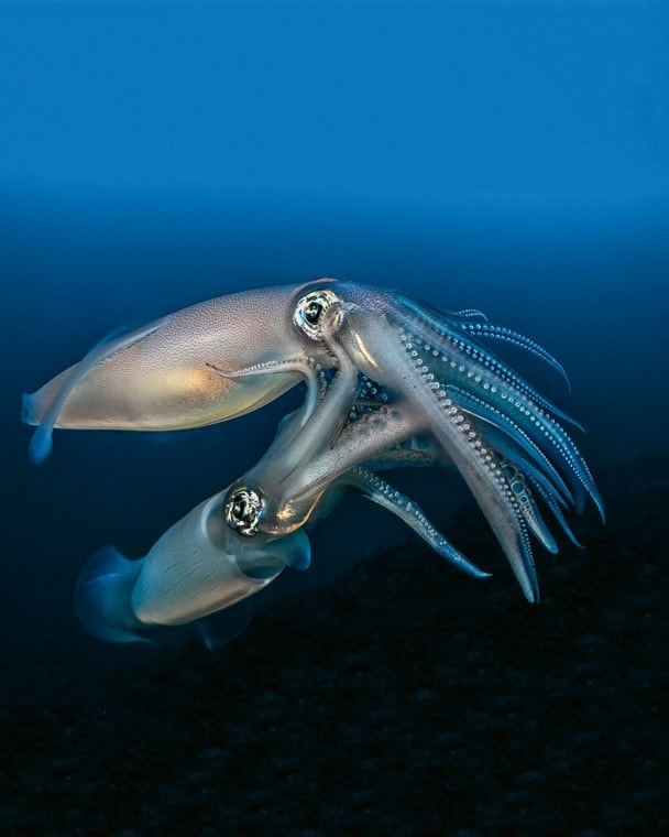 Reproducción de los calamares veteados (Loligo forbesii), Archipiélago de Riou, Parque Nacional de las Calanques, -68 m.
