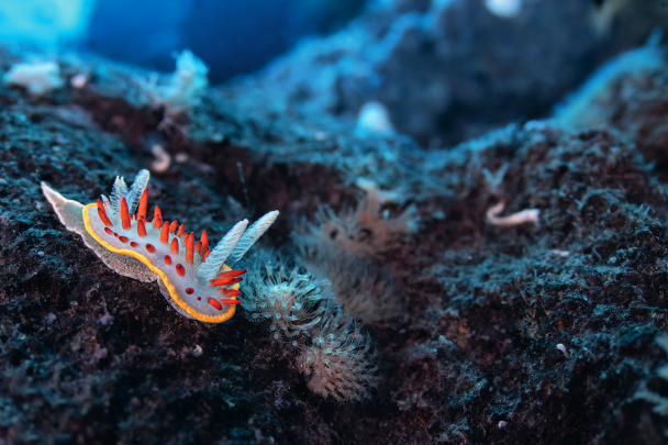This red-tipped sea slug,&nbsp;Diaphorodoris papillata, is a nomad that roams the desert left after a lava flow or a fresh deposit of volcanic dust. The black rock is bare except for a few colonies of Bryozoans – pioneer invertebrates that recolonise the virgin rock. This slug will be their first predator...
