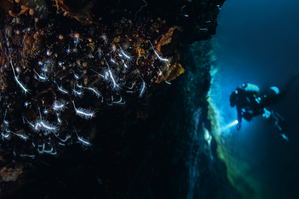 Les parois de la grotte verticale de la baie de Naples, ancienne chambre magmatique, sont couvertes de petits invertébrés filtreurs, et parcourues de rares crustacés à longues pinces. Parmi tout ce petit monde en sursis, une espèce rarissime, décrite seulement à la fin du XXe siècle, dans une autre grotte de Méditerranée : l’éponge carnivore ! Si le nom peut faire frémir, l’allure est déjà moins inquiétante : blanc immaculé, et la forme d’un vulgaire écouvillon miniature. Ses crochets retiennent les petits crustacés qui passent trop près, puis les tissus de l’éponge se développent autour des proies, jusqu’à les engloutir dans sa chair. Nulle attaque fulgurante, nul combat violent, une simple et lente assimilation d’un être par un autre, en l’affaire de quelques jours. Il s’agirait d’une nouvelle espèce pour la science, en cours de description. L’exotisme et l’inconnu ne sont pas toujours au bout du monde, mais ils restent difficile d’accès !
