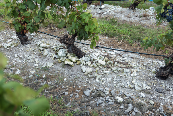 The coral soil that brings distinctive minerality to the wines.
