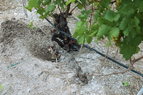 последствия атаки крабов на винограднике.
