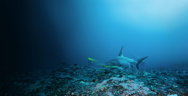 применение лазера для измерения размеров акулы-молота.
