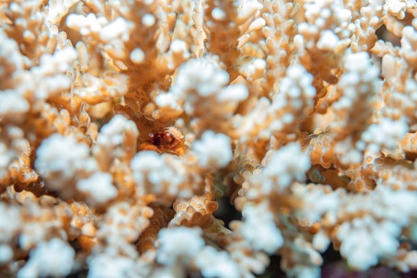 Cangrejo de coral, Cymo sp., refugiándose en su coral ramificado. &nbsp;&nbsp; &nbsp;