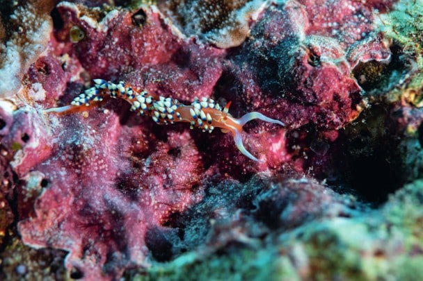 Mollusco nudibranco della specie Caloria indica, alla ricerca del suo prossimo pasto.