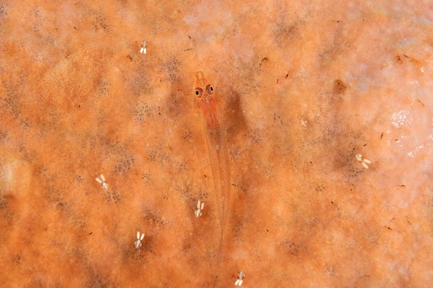 一条停留在海绵上的狼牙 双盘虾虎鱼(Luposicya lupus)， 四周栖息着微小的桡足类动物。