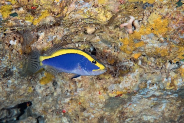 Pesce-sapone dalla striscia dorata (Aulacocephalus temminckii), a -122 m.