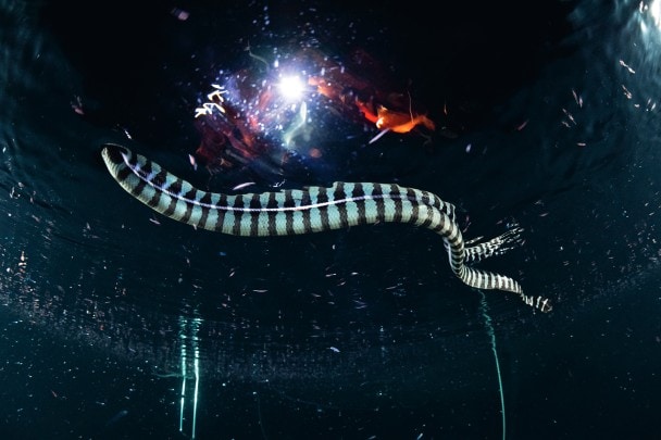 Serpiente marina bandeada, Laticauda colubrina, recuperando el aliento en la superficie durante una caza nocturna.