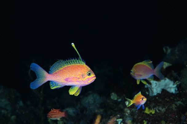不可思议的花鮨，学名 Odontanthias sp.，其背鳍上的第三道 鳍条尤其宽大，此图摄于水下134米处。
