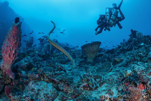 Un krait marino (Laticauda semifasciata), che risale in superficie per respirare. &nbsp;