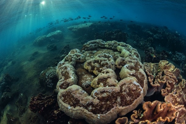 在仍然活跃的火山岛斜坡上， 某些珊瑚能够克服复杂的环境条件， 在此生息繁衍。