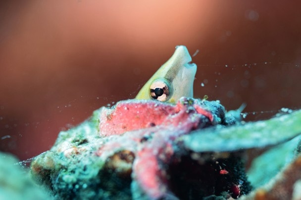 海蛭挖掘的腔穴变成了一条 盾尺鳚(Aspidontus)的新居。