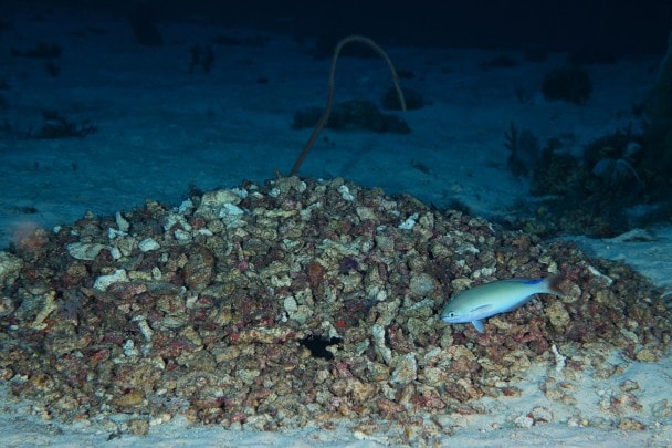 El pez-cubridor de Randall, Hoplolatilus randalli, delante de su nido a 70 metros de profundidad.