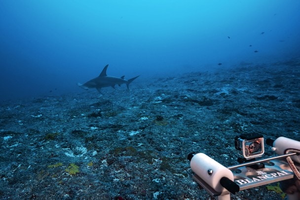 用于测量鲨鱼体型大小的激光云台。