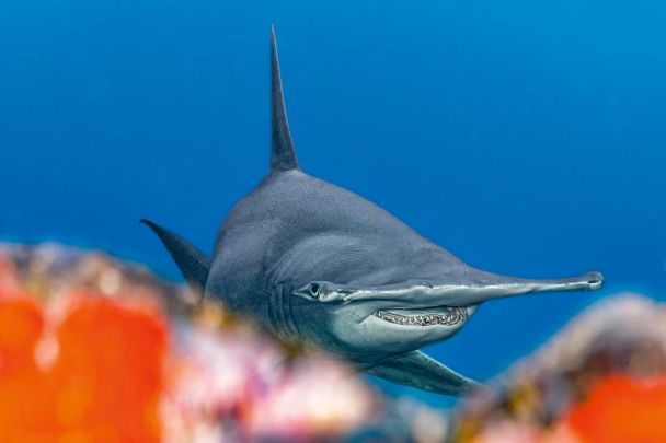 El gran tiburón martillo, Sphyrna mokarran.