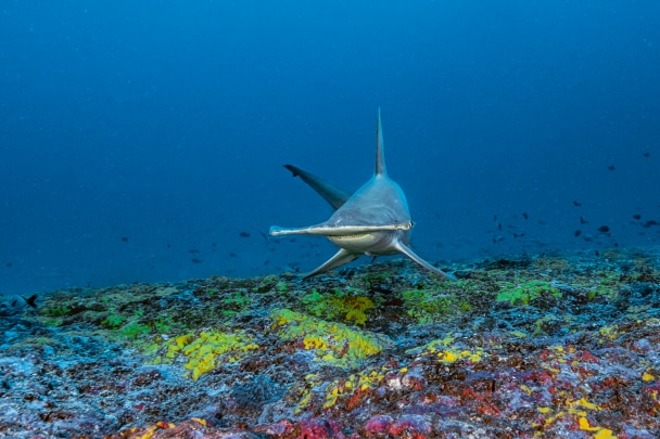 El gran tiburón martillo, Sphyrna mokarran.