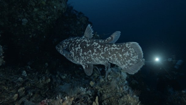 Primo celacanto indonesiano, Latimeria menadoensis, avvistato e fotografato da un subacqueo a 145 metri di profondità. Questo esemplare è anche il primo celacanto segnalato nell’arcipelago delle Molucche, Indonesia.