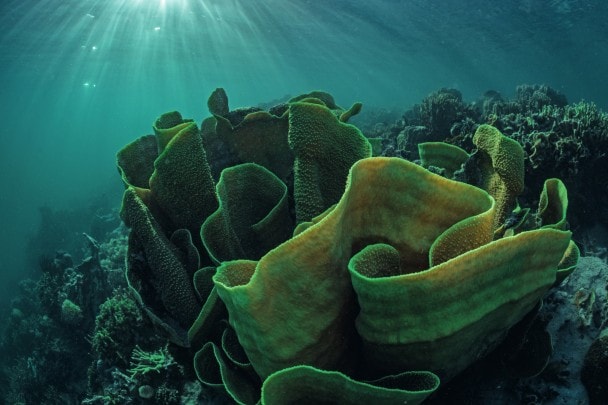 Attraverso riabilitazione, gestione responsabilee consapevolezza, la Shark Fin Bay è tornata a essere un ecosistema prolifero e sano.