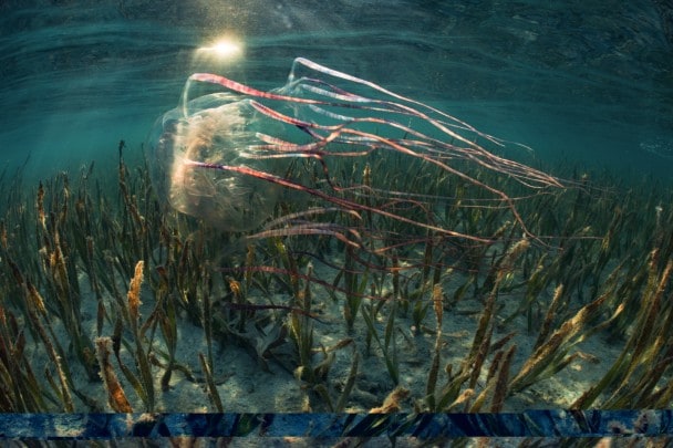 La baia di Shark Fin è un esempio di come l’oceano possa riprendersi se gli viene data la possibilità. &nbsp;