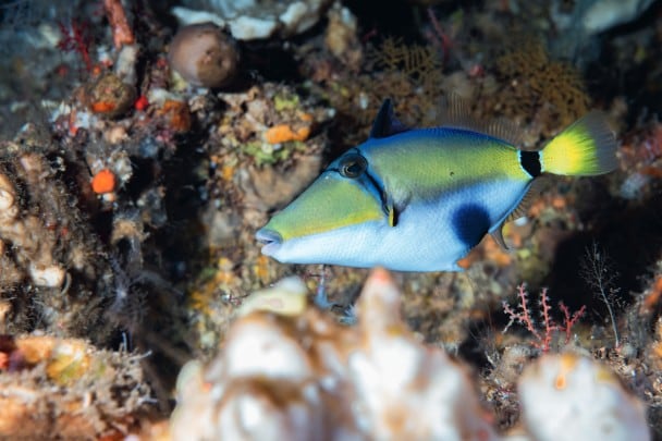 L’Indonesia, un vasto arcipelago di migliaia di isole, ospita una biodiversità incredibile. Le barriere mesofotiche non fanno eccezione e danno rifugio a specie poco conosciute come questo pesce balestra, Rhinecanthus abyssus, mai fotografato vivo prima d’ora nel suo habitat naturale.