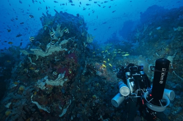 Faccia a faccia con il CELACANTO indonesiano