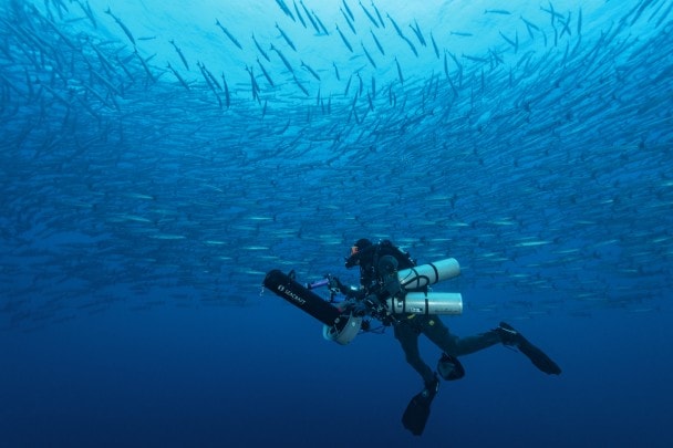 I siti meglio conservati mostrano un’abbondanza di vita marina ormai rara. Eppure, così dovrebbero apparire i nostri oceani.