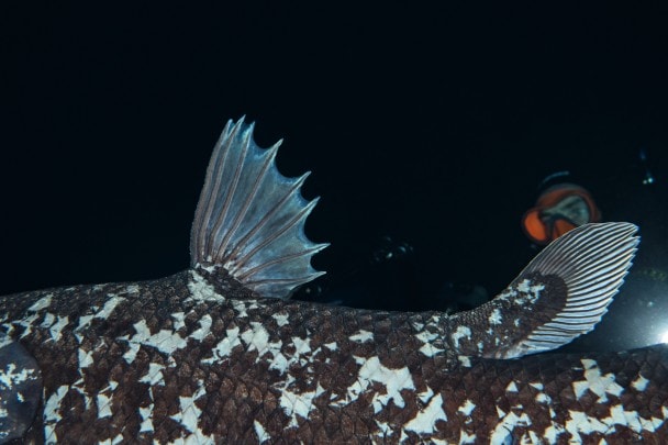 Un mondo sottomarino dalla topografia contorta, lontano dalla superficie, che ospita uno degli animali viventi più mitici. La morfologia distintiva del celacanto impressiona, così come il suo movimento, grazie alle sue caratteristiche pinne lobate.