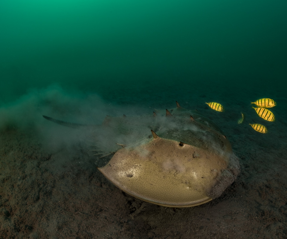 Horseshoe crab escorted by juvenile&nbsp;golden trevallies, also known as pilotfish Gnathanodon speciosus.
