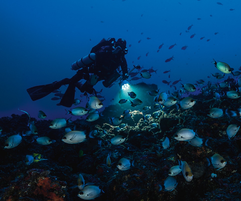 Señorita de mar gris (Chromis axillaris), descrita por primera vez en isla Reunión en 2009 después de la erupción del volcán (cuando los peces escaldados subían a la superficie). Pasó desapercibida, nunca fue fotografiada, y sin embargo a más de 100 metros de profundidad es extremadamente abundante.
