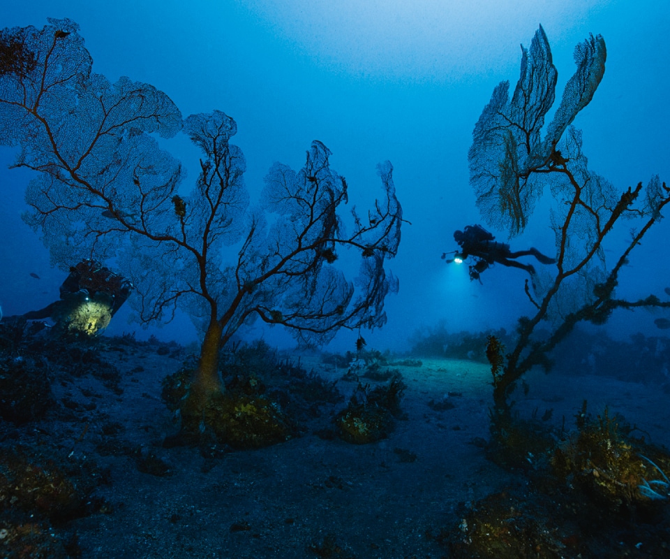 Die beeindruckende Größe dieser alten Gorgonien oder Seefächerkorallen beweist, dass die Lebensbedingungen hier seit langem stabil sind und in diesem Teil der Insel seit mindestens einem Jahrhundert keine Lava mehr ins Meer geflossen ist.
