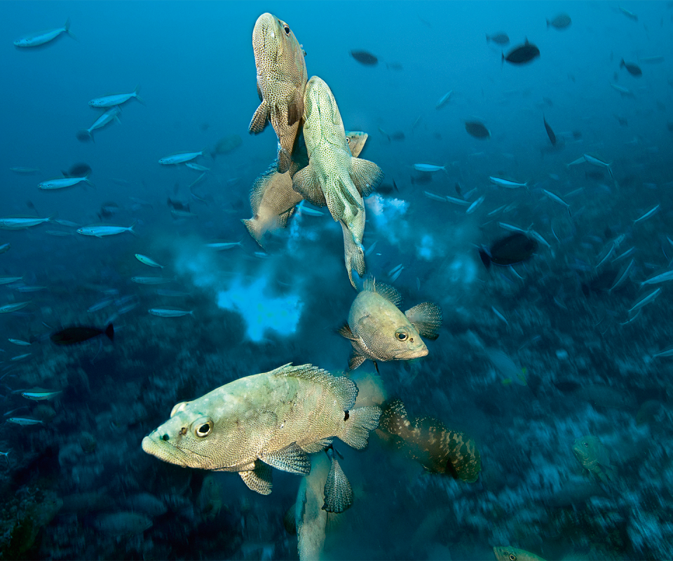 This only happens on one day a year and it’s today: the groupers leap from the bottom to breed. The female has laid her eggs and she is already on her way back down when an entire group of opportunistic males take their chances and inundate the scene with their semen.
