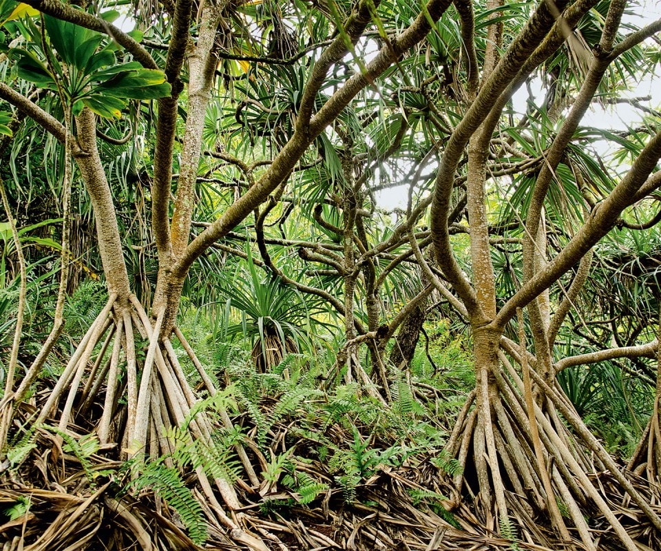 Der üppige Pandanus-Wald von Pitcairn.
