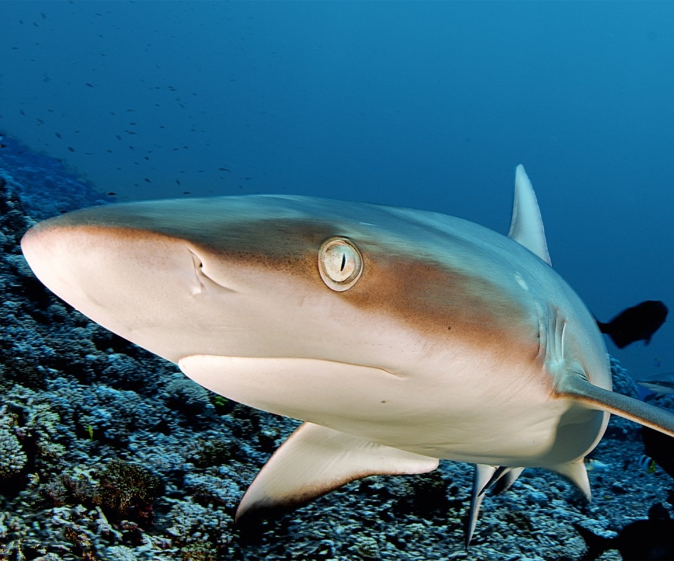 Top predators like the grey reef and whitetip sharks dominate the underwater ecosystem at Ducie and Henderson.
