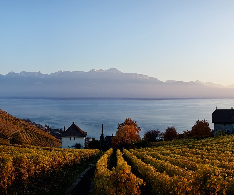 DÉZALEY and the LAVAUX