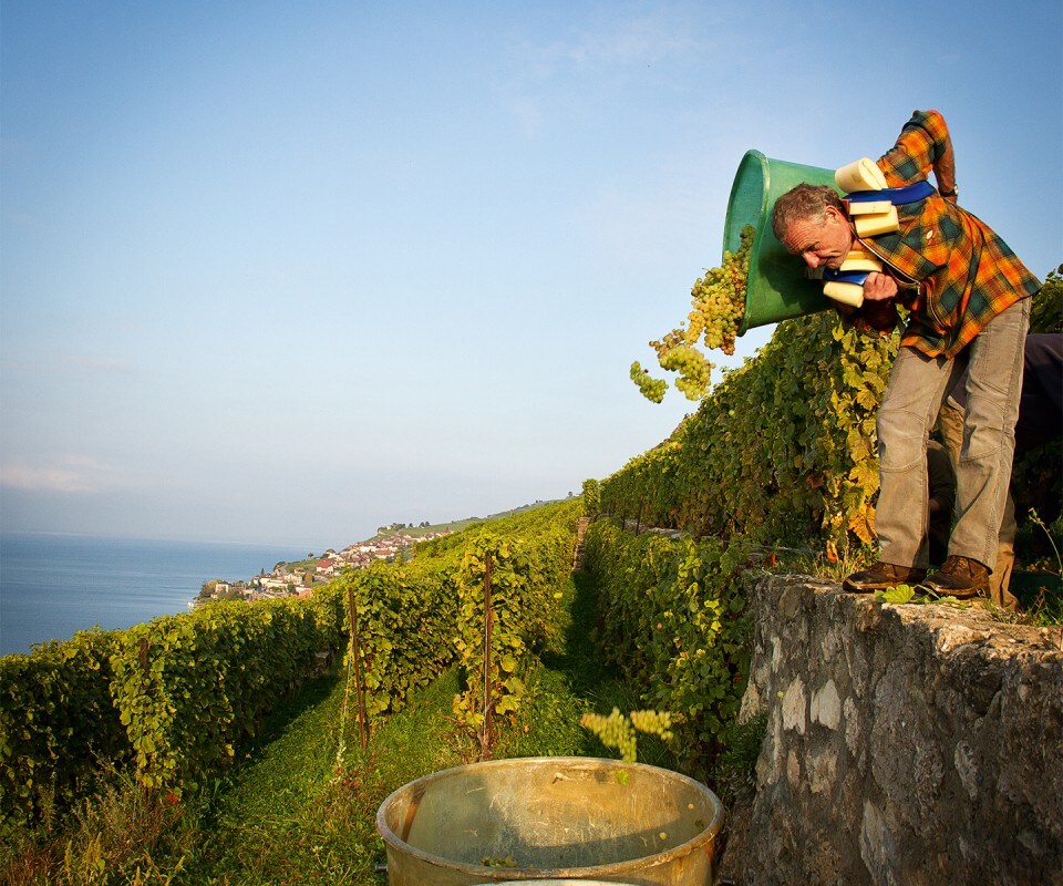 DÉZALEY and the LAVAUX | Lettres du Brassus