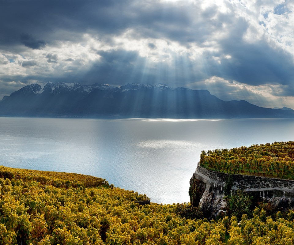 Vignes au-dessus de Saint-Saphorin.
À Lavaux, la vigne, dit-on, bénéfi cie des « trois soleils » : celui qui brille dans le ciel, celui qui se reflète dans le lac Léman (avec, dans le fond, les montagnes de la Savoie, sur la rive française) et celui que les rochers et les murs réverbèrent.
