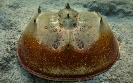 马蹄蟹的两只眼睛都位于甲壳的前端，令人难以察觉。