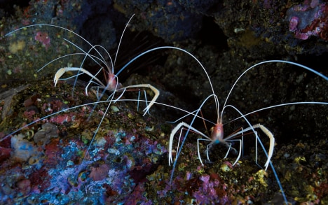 El camarón limpiador bandeado (Stenopus pyrsonotus) solo vive a grandes profundidades, más allá de 100 metros, o en grutas muy oscuras.
