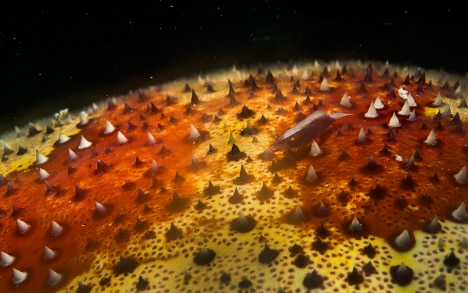 La petite crevette Periclimenes vit sur la peau de l’étoile de mer « coussin de requin ». Elle trouve là entre les piquants de l’étoile et les tubercules respiratoires, à la fois le gîte et le couvert.
