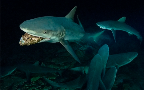 C’est environ 350 kilos de poissons qui sont dévorés par les requins chaque nuit. Combien cela représente-t-il de mérous à la fin de la saison de la reproduction ?…
