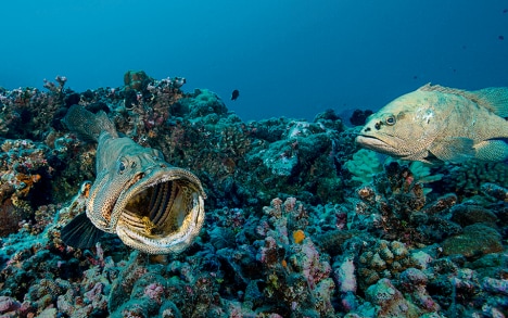石斑鱼打了个哈欠，或 许此时正处于战斗间隙，可以看见 它巨大的嘴巴和颌上小小的牙齿。
